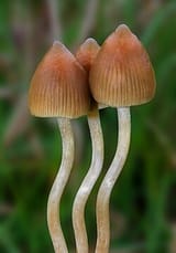Psilocybe.semilanceata.Alan