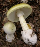 2009-05_Amanita_phalloides_crop