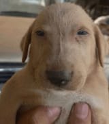 fucked-up-looking-dog-spookston