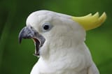 cockatoo