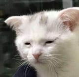 cfb