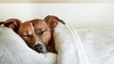 dog-sleeping-in-bed-today-stock-tease-151211_cd9853550900e9ecd3678bd8dd6ead7b