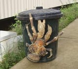 coconut crab