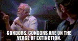 Condors!