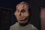 phlox