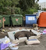 Boar on mattress