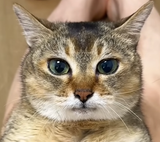 mimi