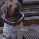Laika