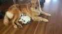 Dog Protects Kitten From Roomba_thumb.jpg