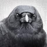 Earl-Portrait-2