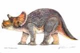 baby triceratops