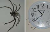 ClockSpider
