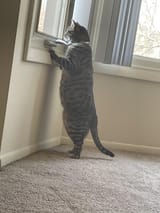 gato