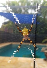 20180421_174405-278x401