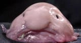 blob
