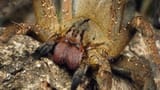 hue hue wandering spider
