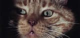 tinycat