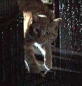Jonesy_(Alien)