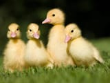 four-ducklings-on-grass-royalty-free-image-1732103736[1]
