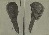 Cromwell&#039;s_Head_-_1911_news_photos_(better_copy_of_news_photo_cropped)