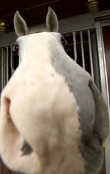 sniffapony