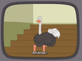 ostrich-laughing-3953266396