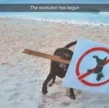 doggoe rev