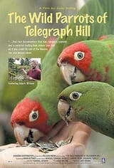 WildParrots