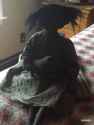 A rag doll with a dark, textured face and wild, dark hair, wearing a simple, dark green checkered dress, sits on a patterned bedspread. The doll slowly tilts its head with a subtle, eerie motion, then gracefully stands_thumb.jpg