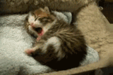 tumblr_m32alm6OWd1qko53d