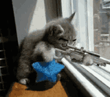 cat-gun
