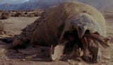 Graboid