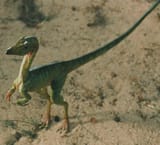 300px-Compsognathus