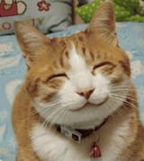 happycat