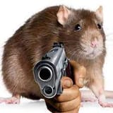 squeak