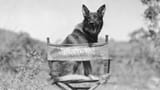 RinTinTin