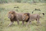 lioness-2