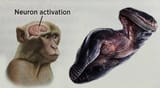 evolvewraith_neuron_activation