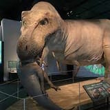 Sue