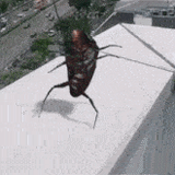 cucaracha-dancing-cockroach