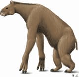 Reconstruction-of-a-chalicotheriine-chalicothere-of-the-Anisodon-clade-based-on-the