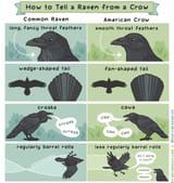 raven-vs-crow-v0-gaxkno613i291