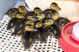 Ducklings-2-1024x683