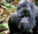 hmm monke