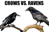crowraven1