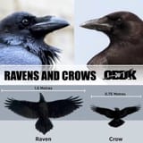 RAVENS_AND_CROWS_1024x1024