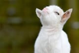 smug-face-baby-goat-uy3uccvrogw9v5aw