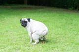 dog-pooping-on-grass