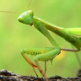 mantis