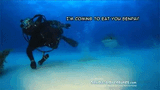 shark dating sim